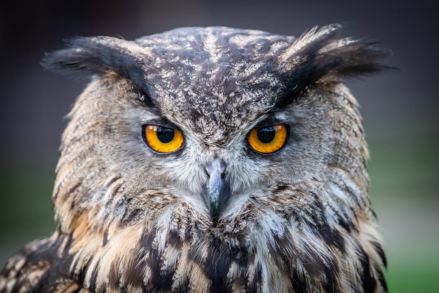 Wise Owl
