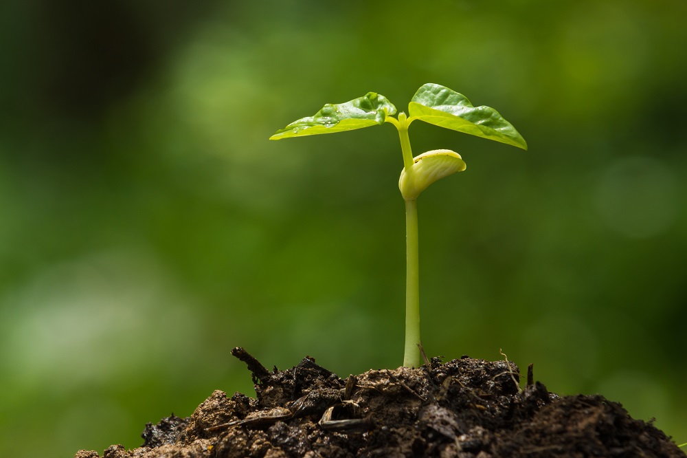 Seed Germinating Low Res1