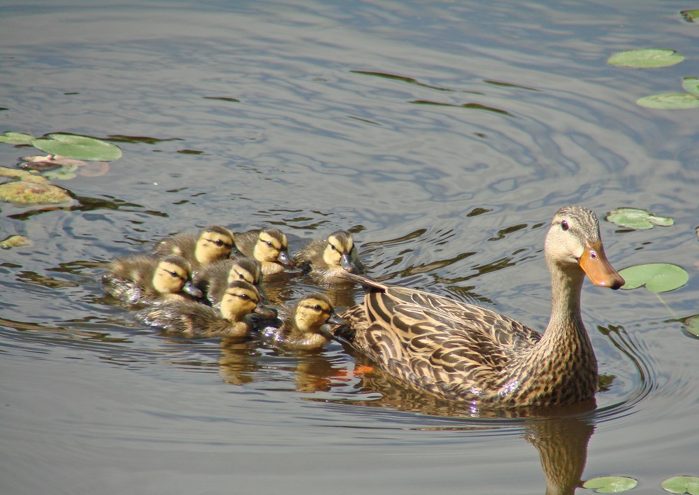Follow The Leader1