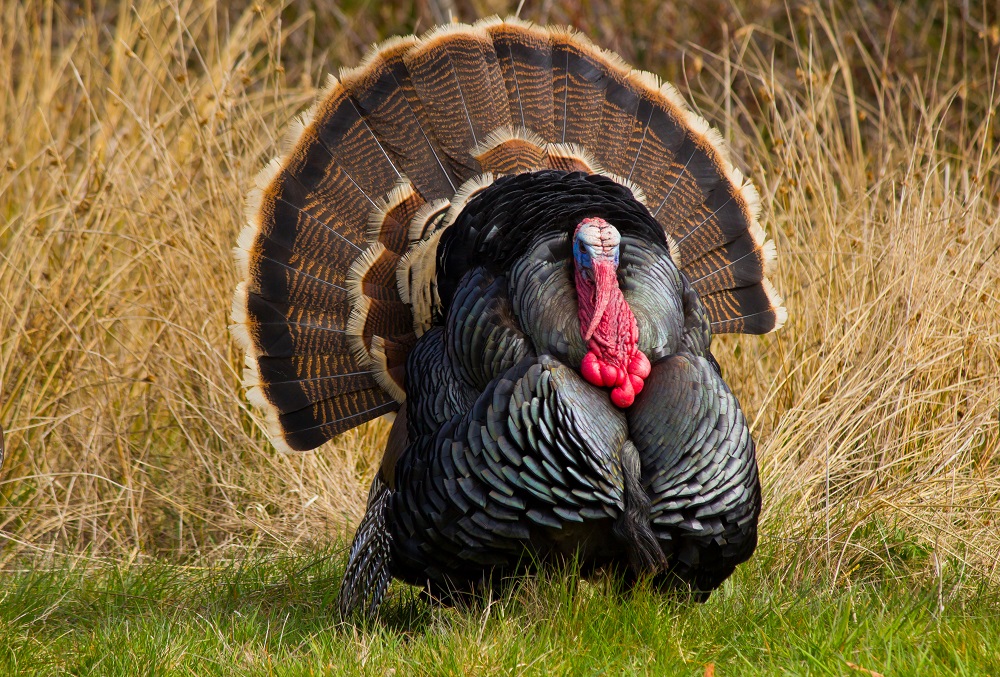 Turkey