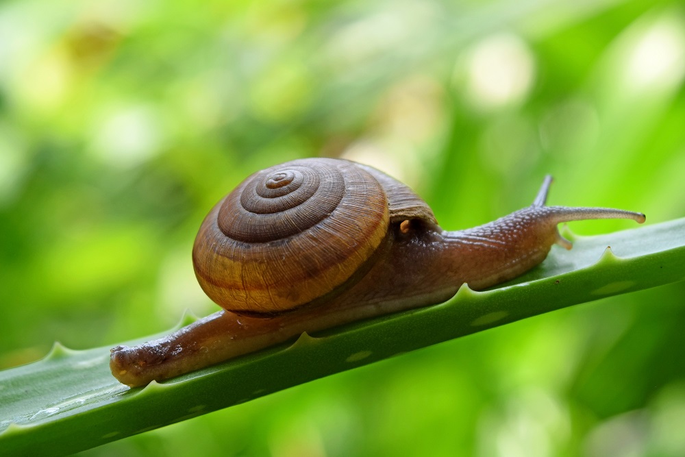 Snail On A Salt Lick