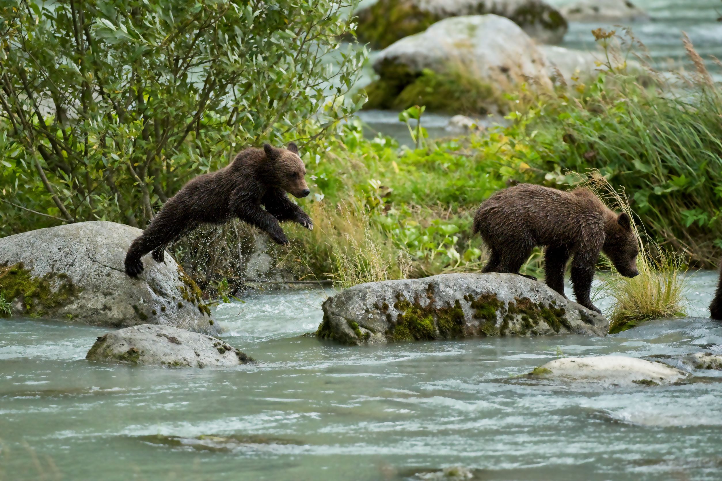 Bear Traps