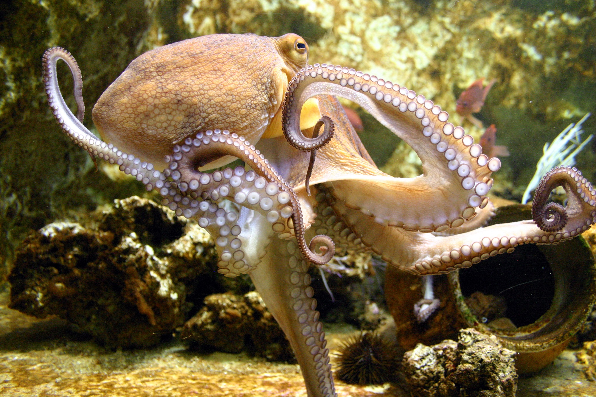 Octopus