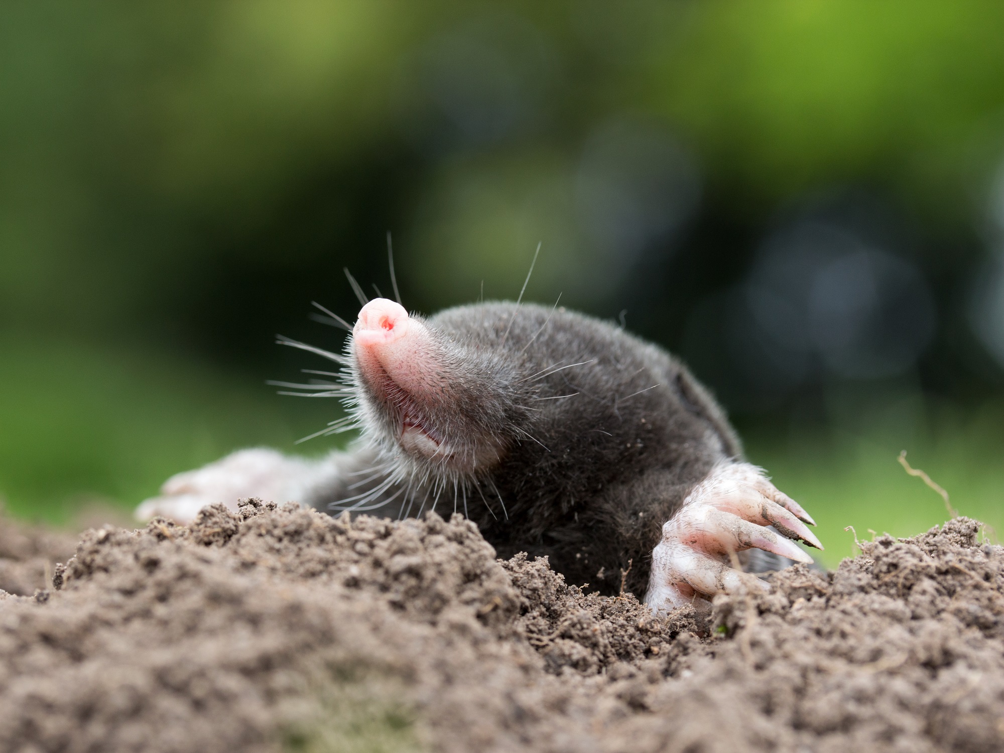 Mole 3