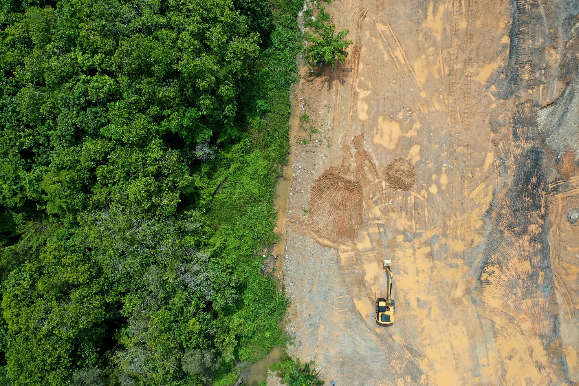 Amazon Rainforest