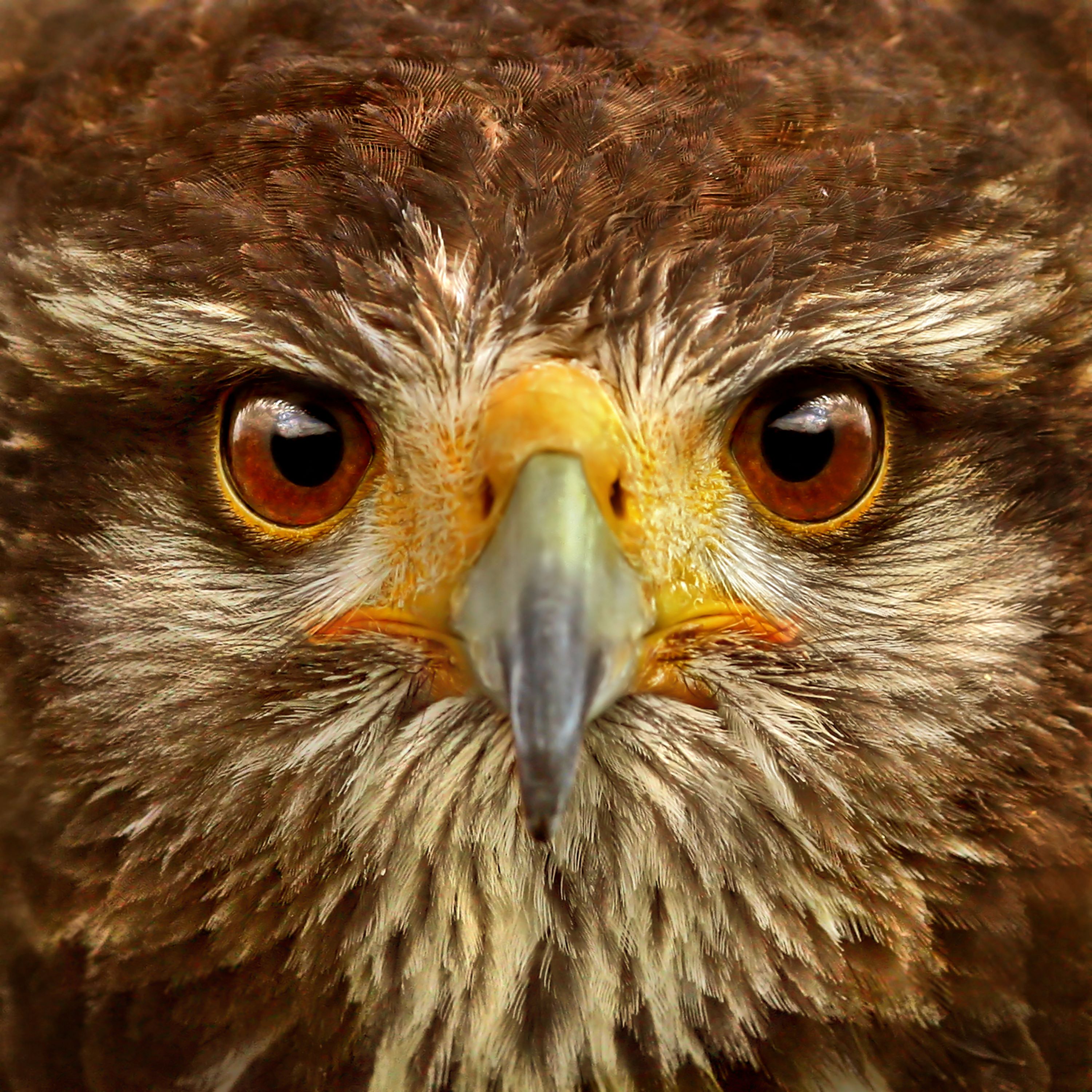 Hawk Eye
