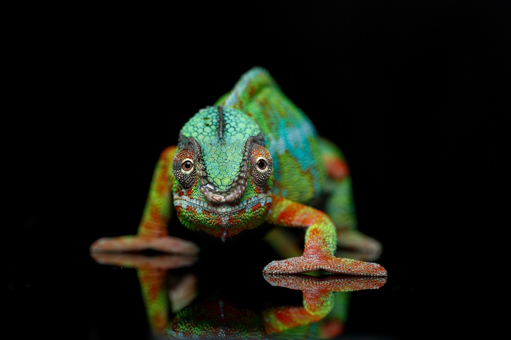 Chameleon